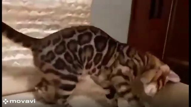 Кот бенгальский
