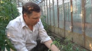 Рассада ТОМАТОВ из ПАСЫНКОВ для открытого грунта. ПОЛЕЗНЫЕ СОВЕТЫ