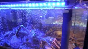 Открытие Броско Маркет