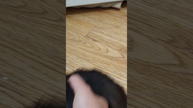 Когда пытаешься не спугнуть белок, а тут Дейл кусается☺ Крысы дамбо+белки дегу❤️🔥❤️🔥❤️🔥❤️🔥 смотреть онлайн