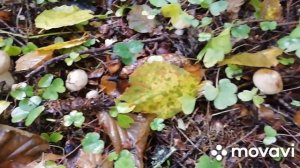 Грибы рядовки. Ryadovka mushrooms