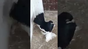 Статные Голуби Сороки Геннадия Шматова на продажу тел:+7 777 925 4274