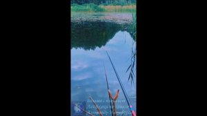 Рыбалка. Когда же лучше подсекать.