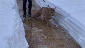 Пума Месси на ледяном катке!