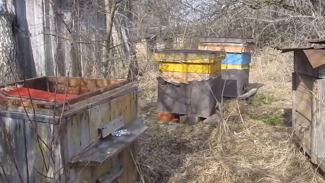 Первая весенняя ревизия на пасеке. Проверка состояния семей. Первая работа пчёл после зимовки. смотреть онлайн