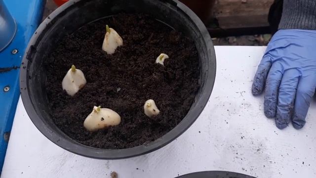 Высадка тюльпанов и крокусов на выгонку. Мои цветы. Мой опыт. смотреть онлайн