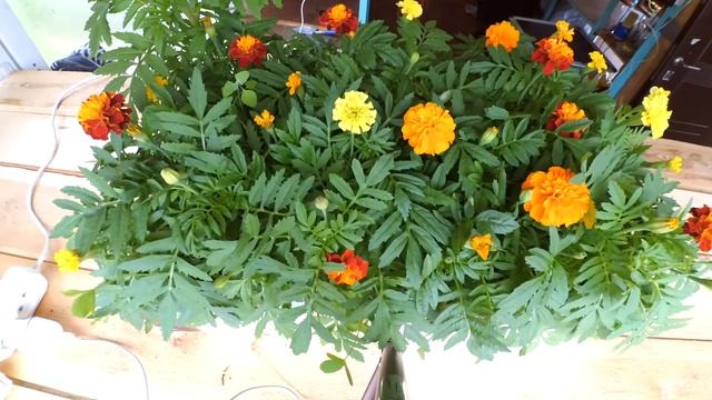 Жизнь растений наглядно. Цветение бархатцев. Time-Lapse