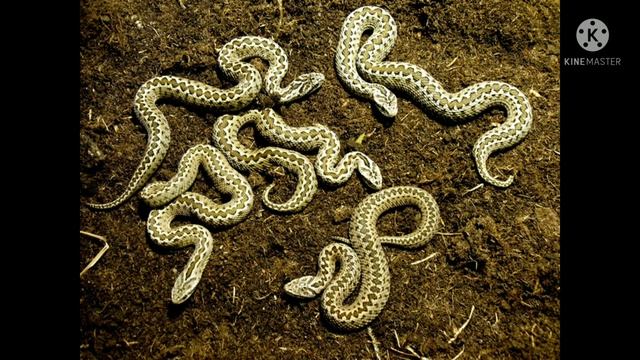 интересные факты|гадюка смотреть онлайн