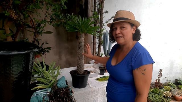 Dica importante para sua Suculenta crescer LINDA e SAUDÁVEL 🥰 смотреть онлайн