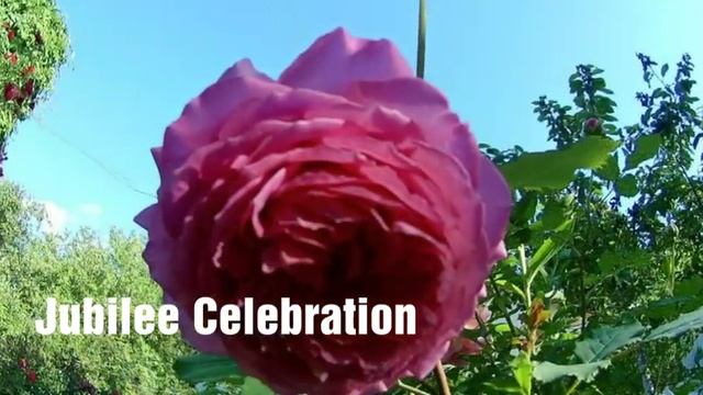 Розы: James Galway,Альден Бизен, Салли Холмс, Букаву, Анжела, Jubilee Celebration.