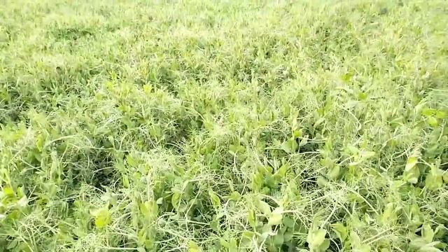 как цветет горох. смотреть онлайн