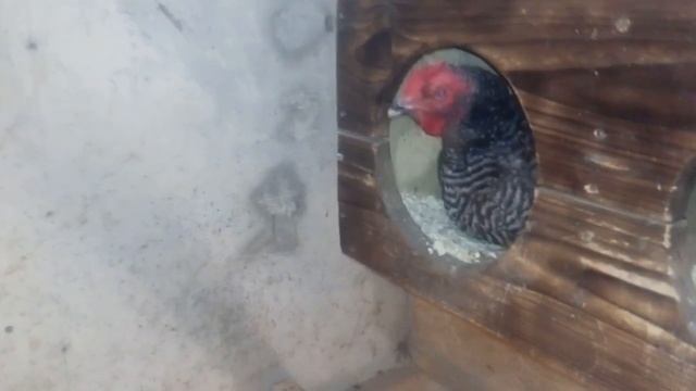 Гнёзда для кур несушек. Где и как несутся наши куры смотреть онлайн