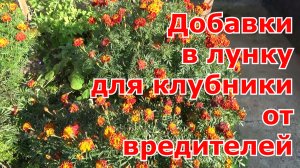 Клубника и бархатцы. Осенняя посадка клубники (садовой земляники) чтобы была здоровой без вредителей