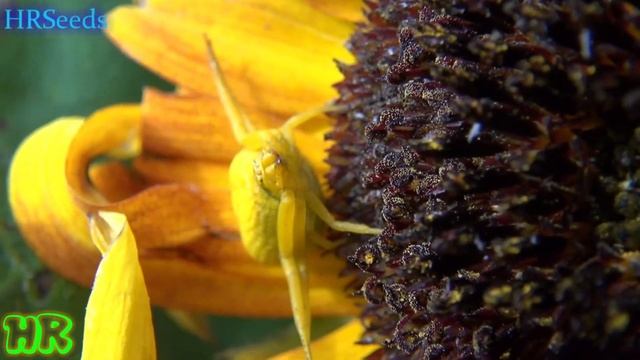 ⟹ This yellow spider looks like a corn kernel with legs! смотреть онлайн