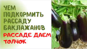 Чем подкормить рассаду баклажанов Рассаде даем толчок для активного развития