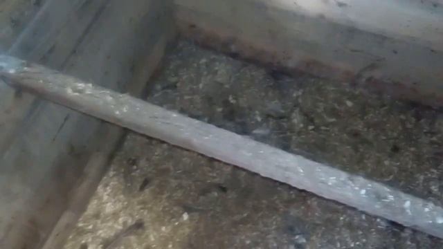 Маленькие индюшата поздней осенью в неотапливаемом сарае. смотреть онлайн