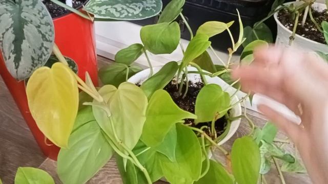 Коллекция ДОМАШНИХ ЛИАН смотреть онлайн