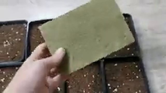 Почему грунт для Микрозелени Подсолнечника лучше чем вата или коврики #микрозелень #огород #дача смотреть онлайн