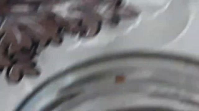 Как вырастить фасоль в домашних условиях???