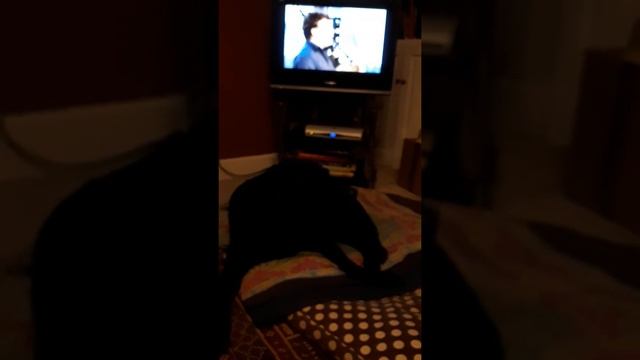 Scottie dog sings to the bagpipes смотреть онлайн