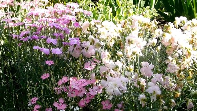 ФуТаЖ_ЦВЕТЫ. Скачать бесплатно.
