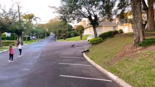 Gabriel dirigindo carro pela primeira vez | Jéssica Godar e Laurinha e Helena e Gabriel смотреть онлайн