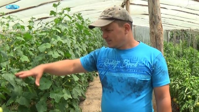 ВНЕКОРНЕВЫЕ ПОДКОРМКИ-ПОЧЕМУ ОНИ НЕОБХОДИМЫ?