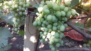 Сорт винограда Ляна