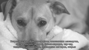 У собаки мутные глаза – почему и как лечить?