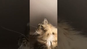 Кошка ругается на муху!