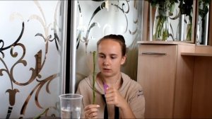Как укоренить розу из черенка / как укоренить розу из букета / как вырастить розу / Luchek_