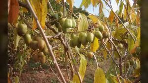 TitleАрхив гибридных сортов актинидии, ч1.