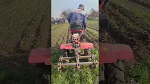 вариант рыхления и прополки чеснока (кукурузы) мотоблоком+передний адаптер.