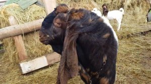 ГОВОРИМ ПРО КОЗОЧЕК 25.10.2020.