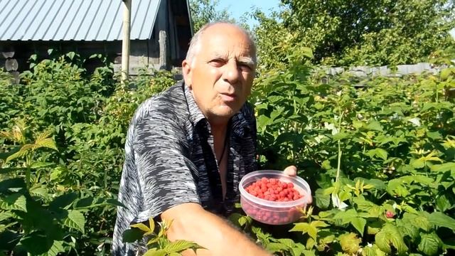 В Польшу клубнику собирать или лучше за тарелку борща ? смотреть онлайн