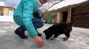 Милый щенок в деревне