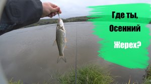 ПЕРВАЯ осенняя охота НА ЖЕРЕХА. Что нам удалось поймать (2021)