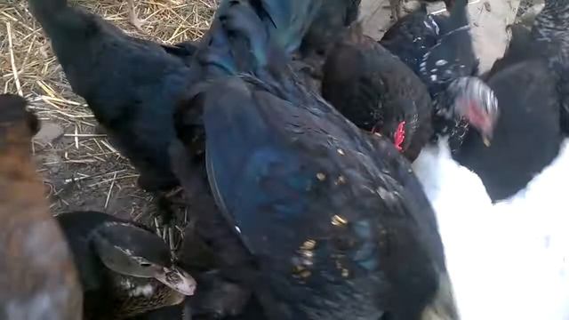 Куры "динозавры" Chickens _"dinosaurs" смотреть онлайн