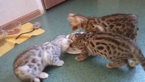 Бенгальским котятам 2 месяца