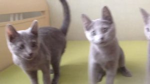 Питомник русских голубых кошек Ruzara