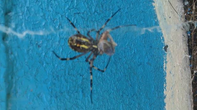 Новые представители фауны в Курской области смотреть онлайн