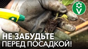 КАЖДЫЙ КОЧАН КАПУСТЫ БУДЕТ СОЧНЫМ, если перед ее посадкой сделать это!