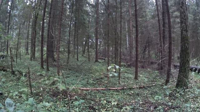 осенние опята. лесные зарисовки.
