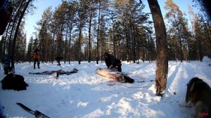 Разделка оленя