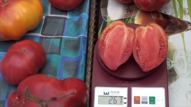 Дегустация крупняка ! смотреть онлайн