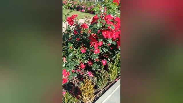 Парк Ривьера в Сочи, розарий смотреть онлайн