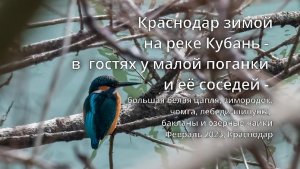 в гости к малой поганке на реку Кубань. Февраль 2023, Краснодар, ЮМР