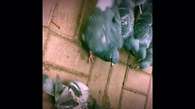 Кормлю голубей) | Топчик день|Хлеб- ван лав ❤️ смотреть онлайн