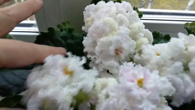 Фиалки./ Цветут новинки моей коллекции смотреть онлайн