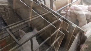 Фиксированый станок для свиноматок своими руками// обзор и цена